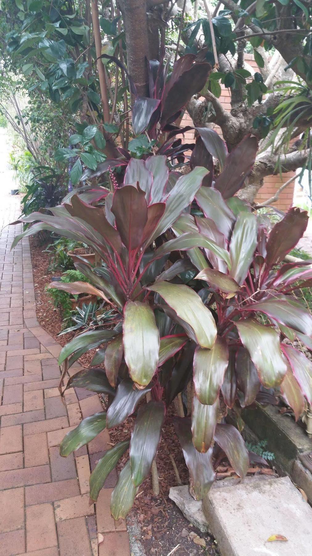 Elindale House Bed & Breakfast Lismore Exterior foto