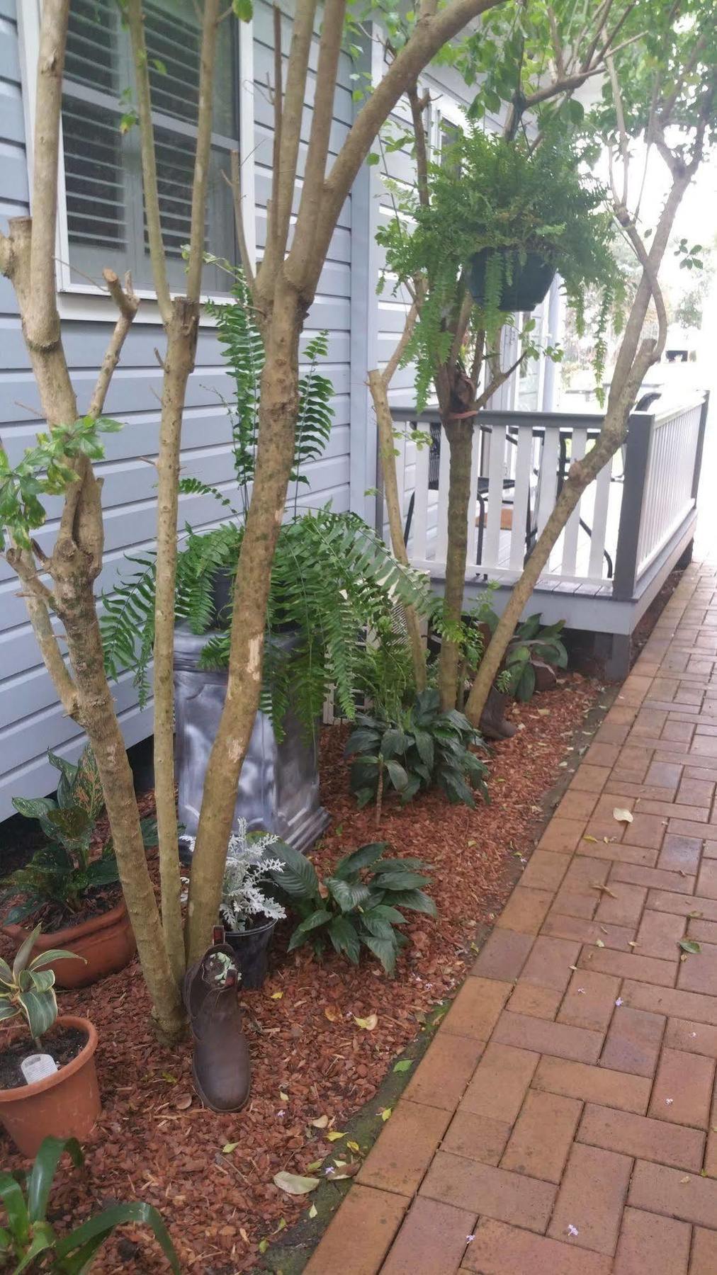 Elindale House Bed & Breakfast Lismore Exterior foto